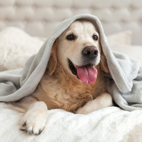 Pet Care